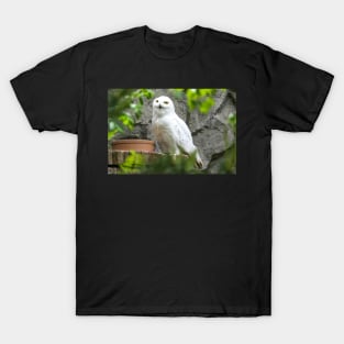 Snow owl T-Shirt